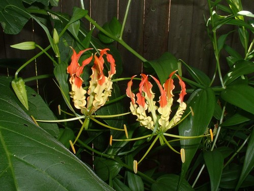 Gloriosa superba