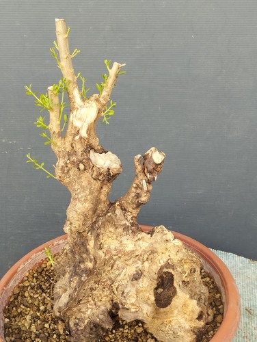 Bonsai olivastro 30x20cm - bonsai,