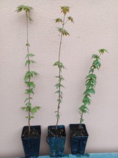 Acer buergerianum Acero