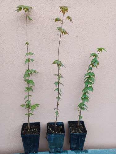 Acer buergerianum acero - acer,