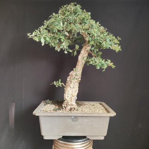 Pre bonsai esemplare - bonsai,