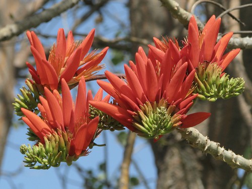 Semi erythrina stricta - di,