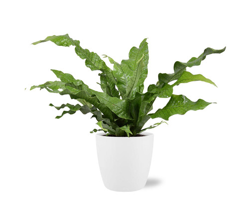 Felce canguro microsorum - felce,