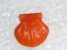 FLEXOPECTEN GLABER DARK ORANGE