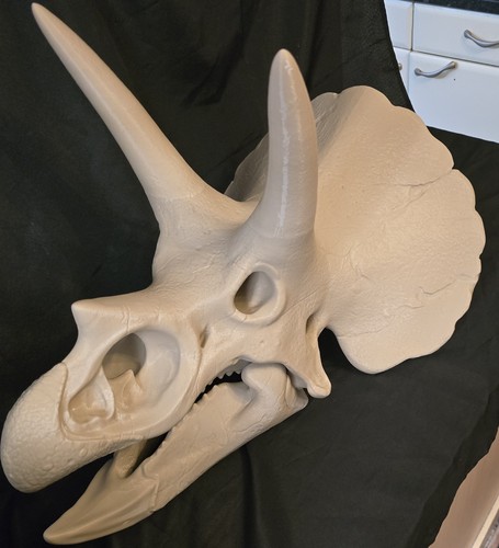 Large triceratops skull - large,