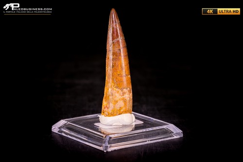 Dente spinosaurus - dente, di