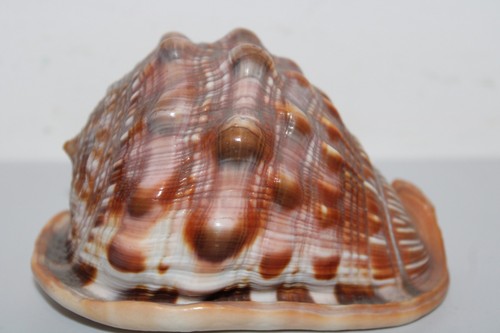 Conchiglia marina gigante - marina,