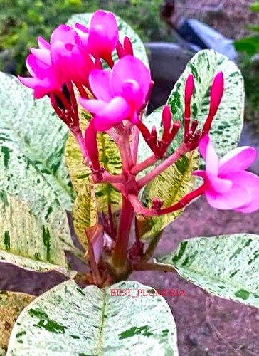 Ingrosso plumeria - ingrosso!!,