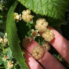 Pianta mora bianca - di,