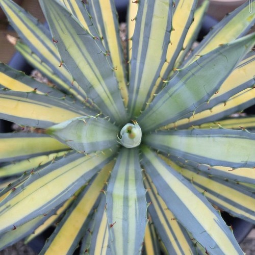 Agave macroacantha mediopicta - agave,