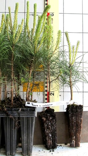 Pinus nigra calabrica - ,