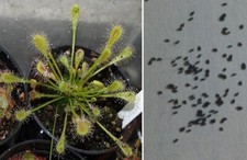 Semi (20) di Drosera nidiformis, pianta carnivora
