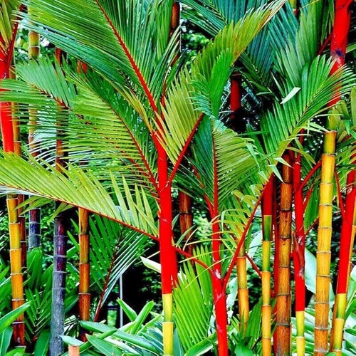 Cyrtostachys renda see - renda,