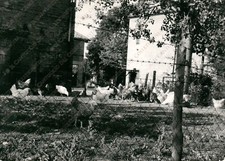 1972 BOLOGNA Strada per il farneto pollaio galline Fotografia