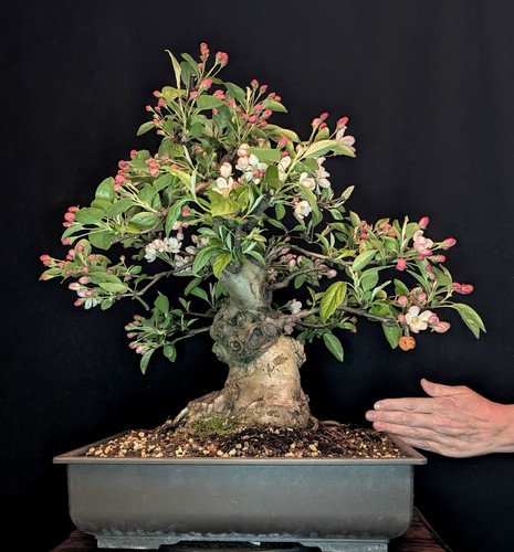 Bonsai melo malus - bonsai, di