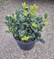 Agrifoglio Ilex × ‘Nellie
