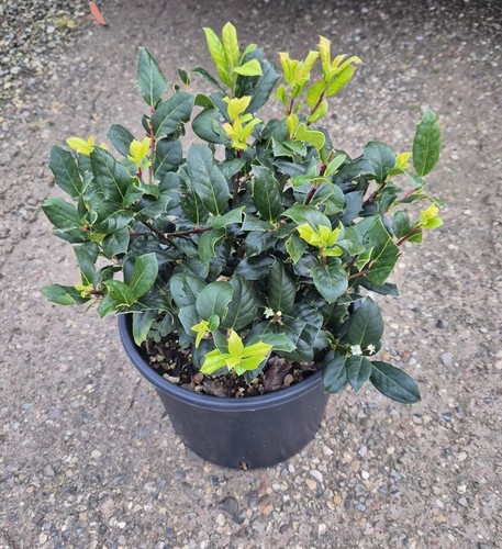 Agrifoglio ilex nellie - ilex, ×