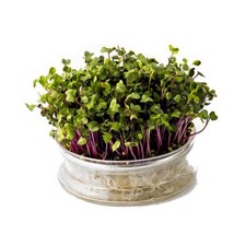 Germogliatore in Vetro