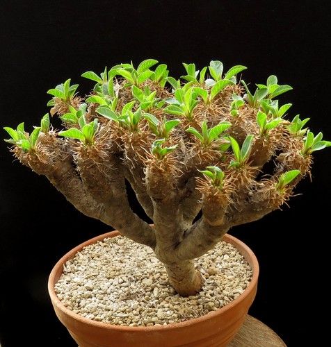 Euphorbia guillaumeniana