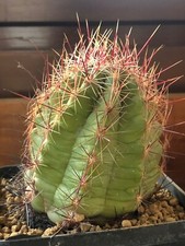 Thelocactus bicolor, h 10 cm, 6.5 cm, Own Roots, Not Copiapoa, Ariocarpus
