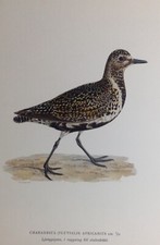 Piviere Charadriida Charadrius