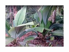 2x Johannesteijsmannia altifrons palma piante da giardino - semi ID1843