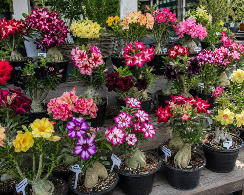 Adenium obesum semi rosa del - semi,