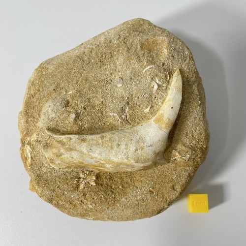 Enchodus jaw section fossil - enchodus,