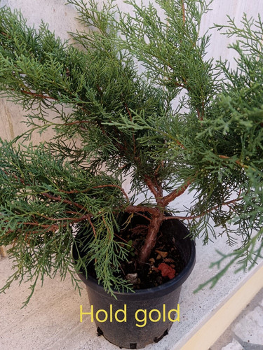 Ginepro prebonsai bonsai - bonsai, hold