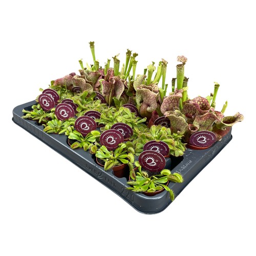 Piante carnivore vaso 6cm - piante,