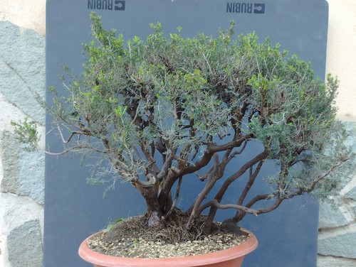 Pre bonsai etica - pre-bonsai, di