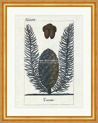 Zamia palmfarne epiphyt - palmfarne,