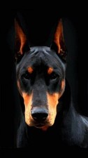 POSTER LOCANDINA ADESIVO - DOBERMANN PITBULL ROTTWEILER CANE DOGS