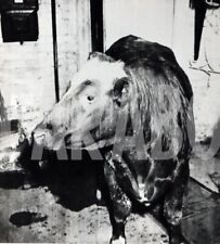 Foto vintage UK, Toro fuggito da un camion, 1961, stampa 18x12 cm