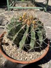 Ferocactus Échidné