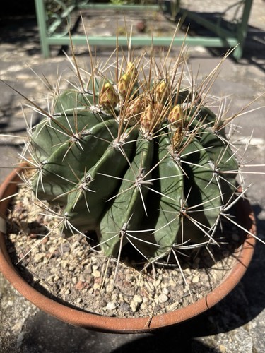 Ferocactus échidné - ferocactus,