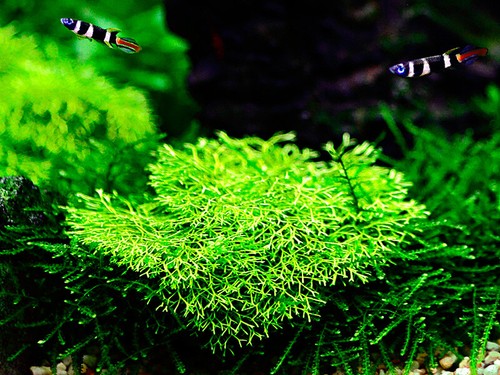 Pianta per acquario muschio