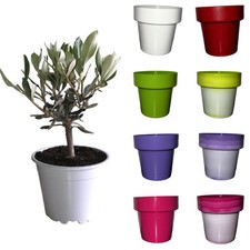 Set da 20pz Piantine  di ulivo olea europea Ø 10cm CERTIFICATE