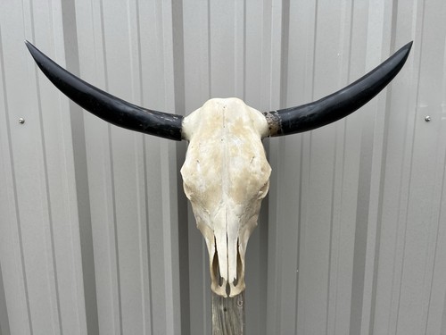 Longhorn teschio sterzo 34 - longhorn,