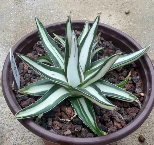 Vendita rara pianta - , agave