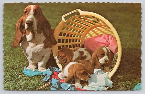 Lettiera basset hound cane - lettiera, di