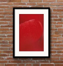 Red flower, macro still life