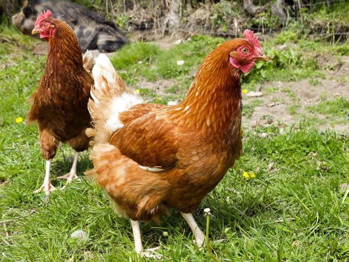 188 chicken keeping books - 188,