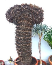 Cycas revoluta DONNA | Sago palm | King sago - Sago palm | King sago