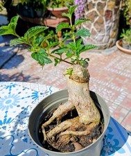 Pre Bonsai di LANTANA CAMARA