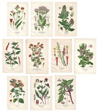 Stampe antiche SERIE 10 FIORI