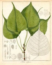 Ficus religiosa