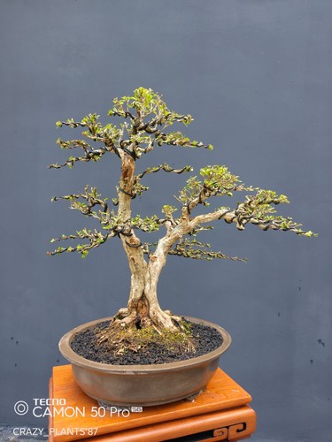 Bonsai serissa japonica - di,