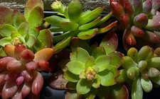 10 talee di piante grasse