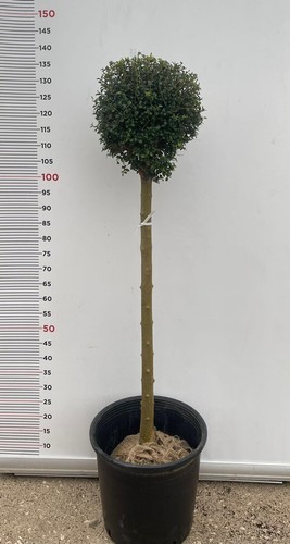 Pianta ligustrum jonanddrum - di,